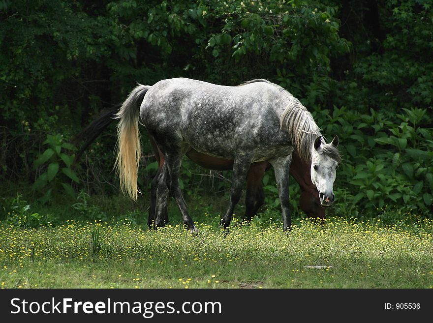 Dabble grey arabian mare walking across a shadowed pasture. Dabble grey arabian mare walking across a shadowed pasture.