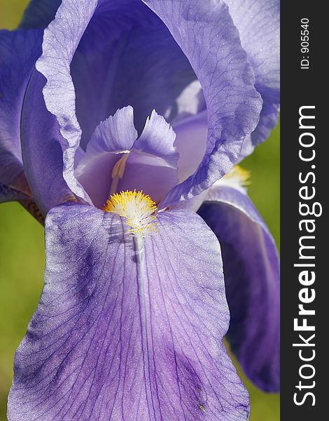 Macro of blue flower with many small stamens