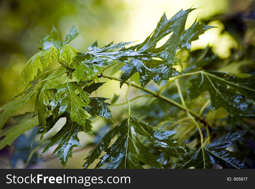 Glistening green tree leaves. Glistening green tree leaves.