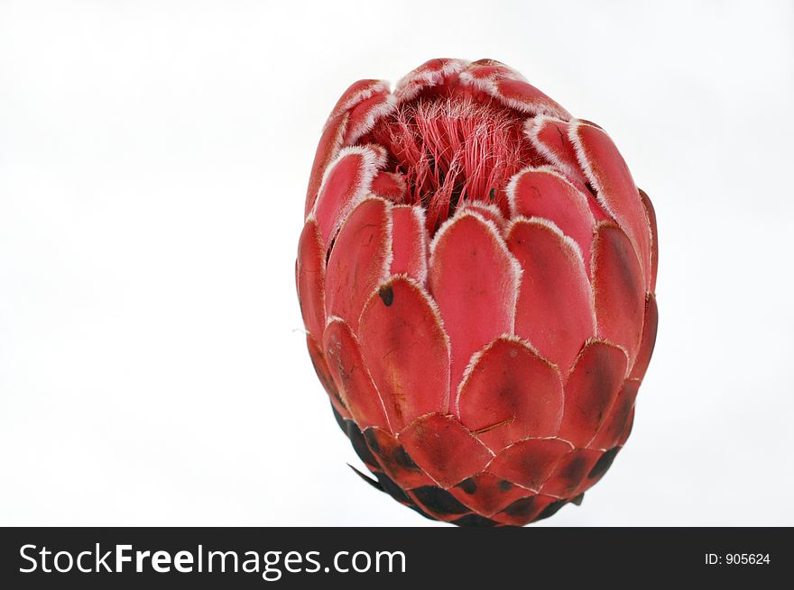 Closeup of a tropical flower Protea. Early stage of blooming. Isolated on white background.