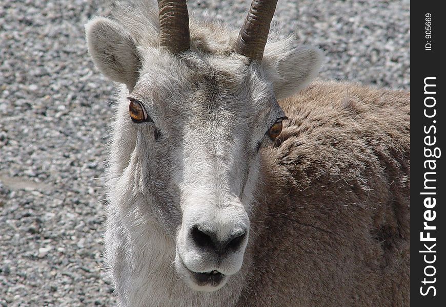 Stone mountain sheep.