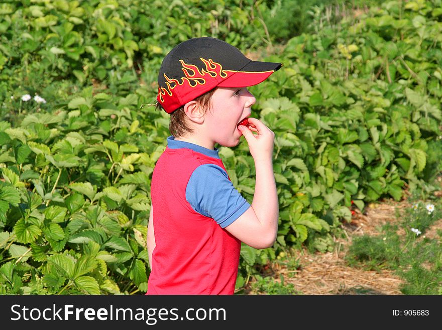 Boy eating a self-picked strawberry in a strawberry field. Boy eating a self-picked strawberry in a strawberry field
