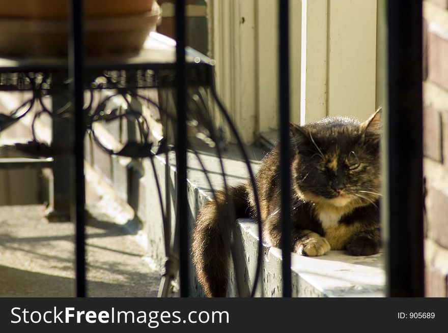 A pretty tortoiseshell cat on the doorstep enjoys the morning sunshine. A pretty tortoiseshell cat on the doorstep enjoys the morning sunshine.