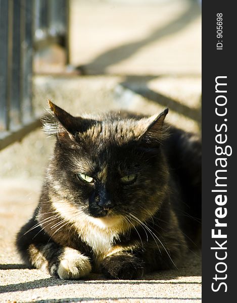 A beautiful tortoiseshell cat drowses in the morning sun. A beautiful tortoiseshell cat drowses in the morning sun.