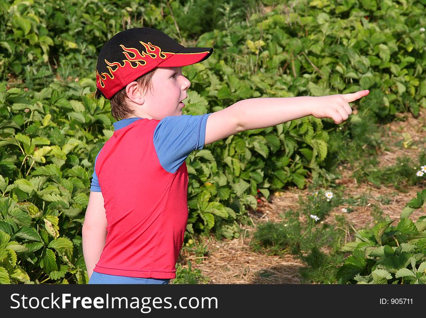 Boy in a strawberry field pointing at...?. Boy in a strawberry field pointing at...?