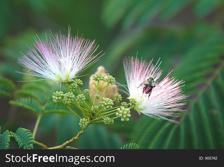 Bee & Flower