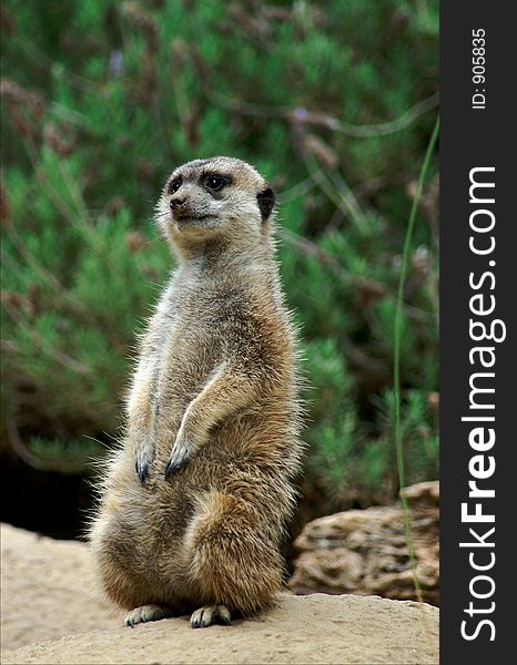 A single meerkat.