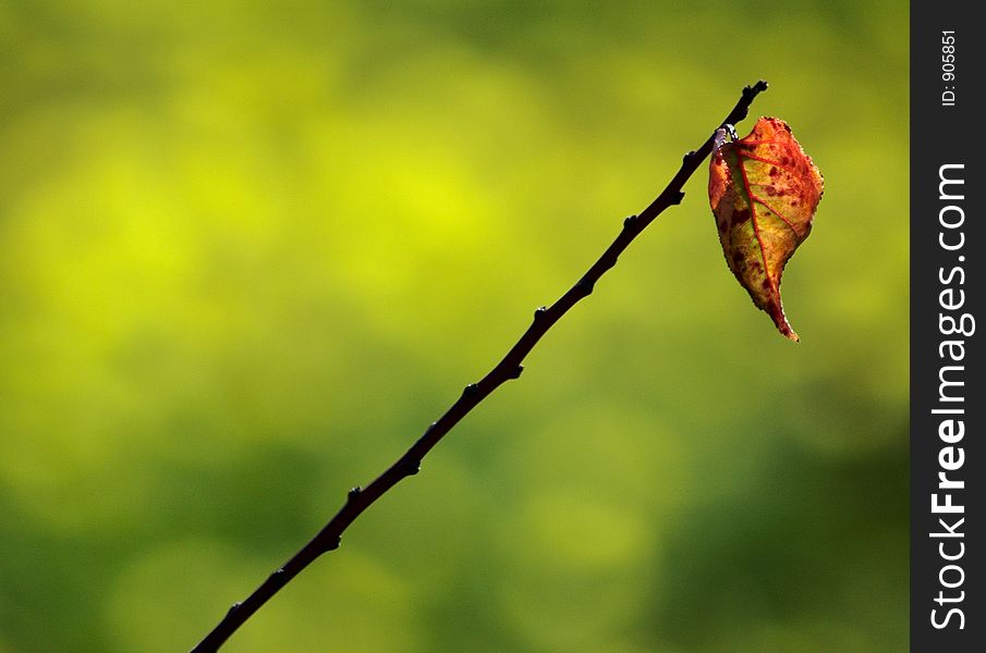 A single leaf on a branch in a meadow. Short DOF; background blurred (not in photoshop). Nikon D70