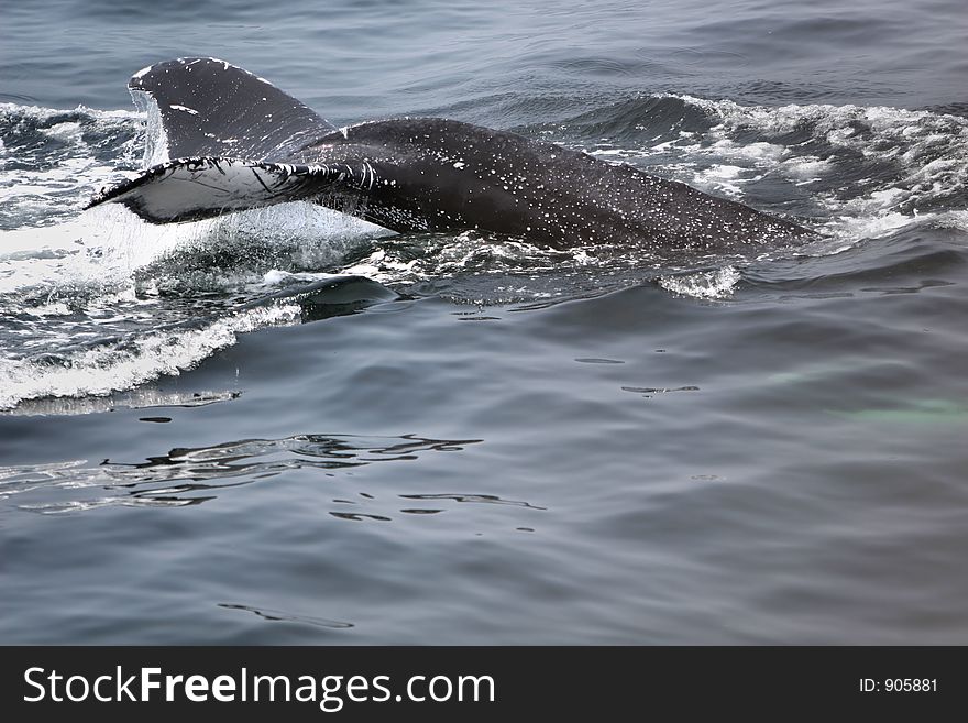 Humpback whale surfacing