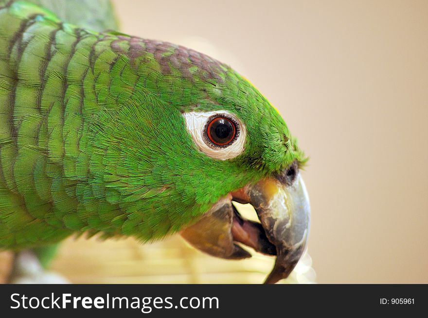 Green Parrot Portrait