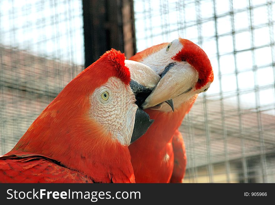 A pair of Macaws