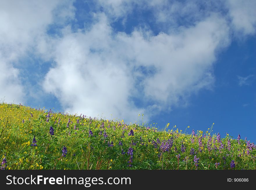 Springtime meadow