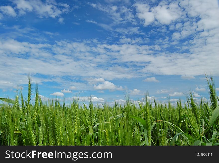 Field in the spring. Field in the spring