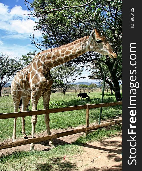 Giraffe waiting to be fed
