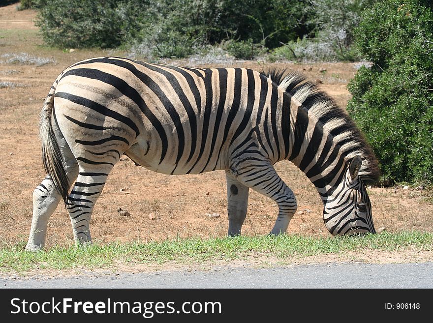 Burchell's zebra (Equus burchellii) grazing