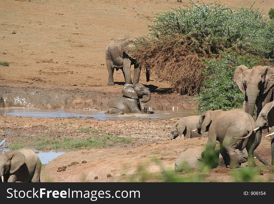 Elephant Mud Bath