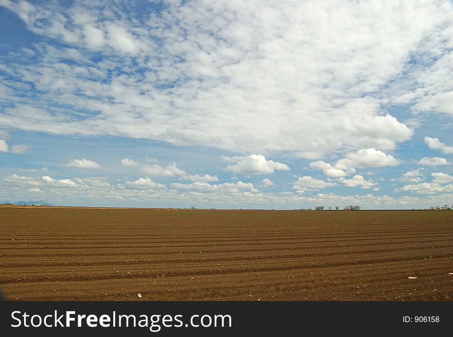 Rural farm field. Rural farm field