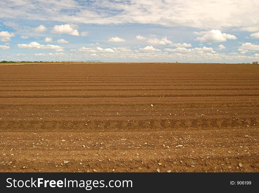 Agricultural Field