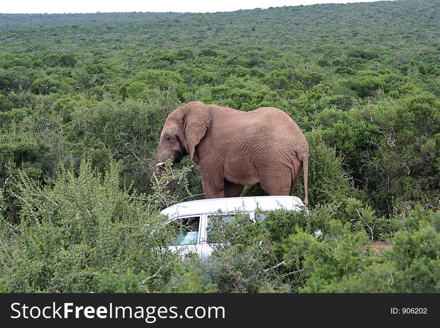 Bull Elephant standing next to a car