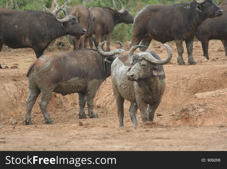 Muddy Water Buffalo at the Wateringhole