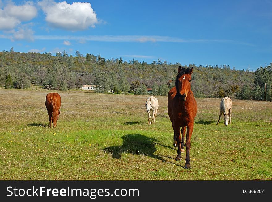 Horses in a field