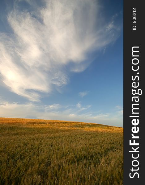 Rural farm field. Rural farm field