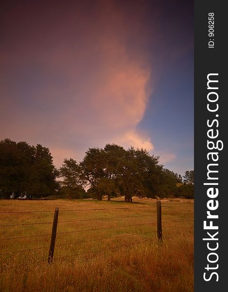 Pastoral Field