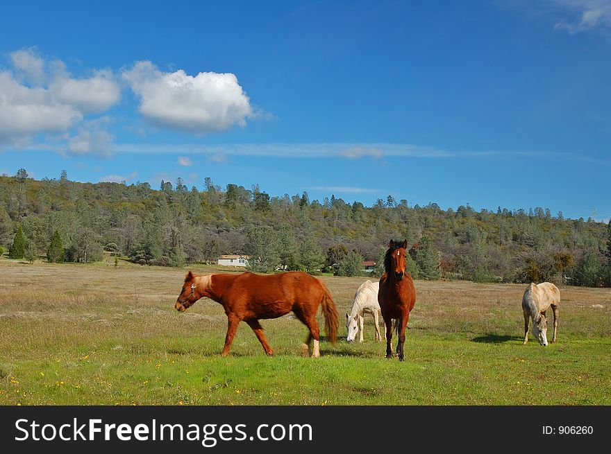 Horses In A Field