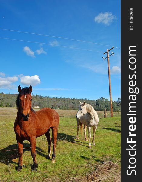 Horses in a field