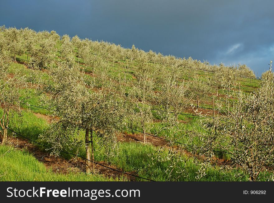 Northern California vineyard in spring. Northern California vineyard in spring