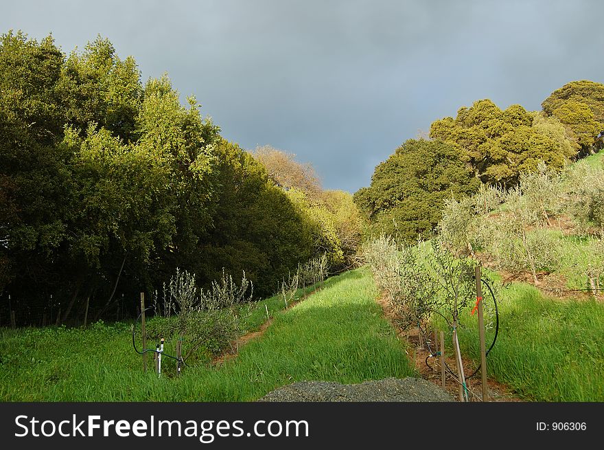 Northern California vineyard in spring. Northern California vineyard in spring