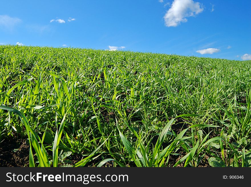 Field in the spring. Field in the spring