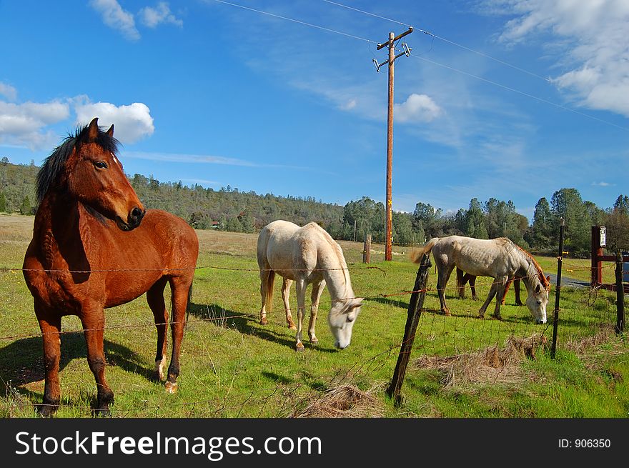 Horses In A Field