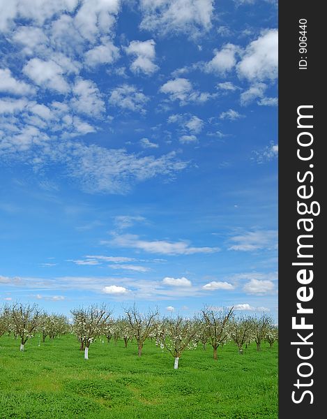 Orchard in springtime