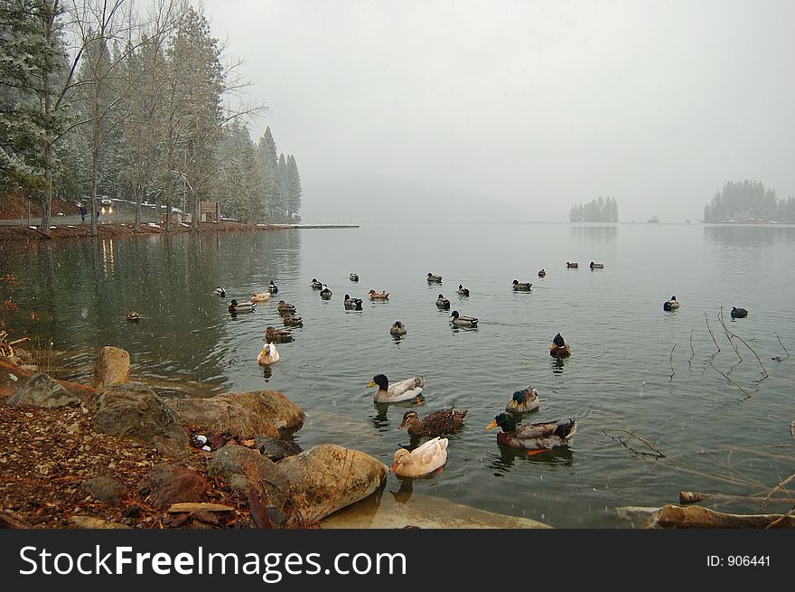 Wintery afternoon by the lakeshore. Wintery afternoon by the lakeshore