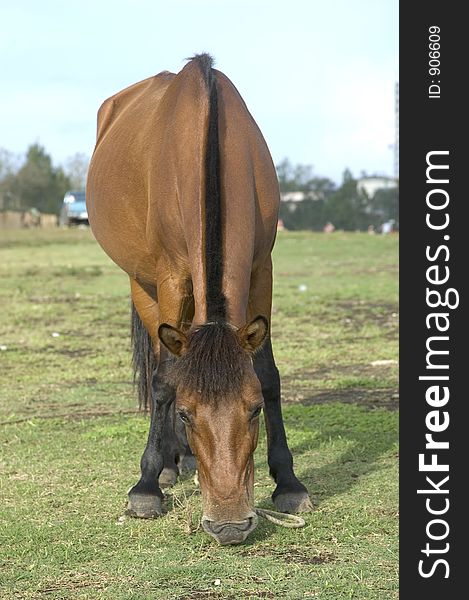 Horse grazing after a hard day's work