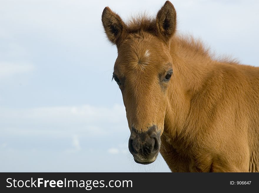 Newly born horse in Tagaytay, Philippines. Newly born horse in Tagaytay, Philippines