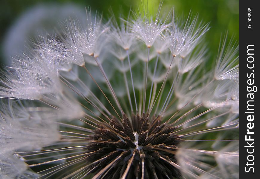 A close-up of dandelion seeds with morning dew