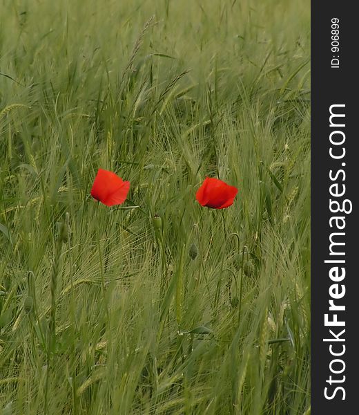 Two poppies in a field of crops