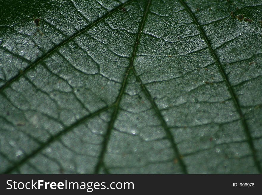 Close up showing veins on a leaf