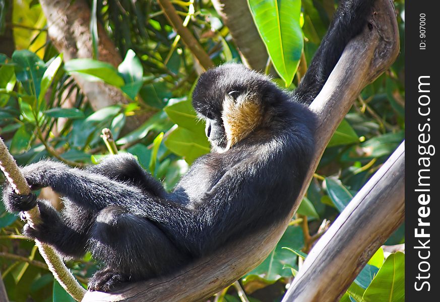 A monkey lying in a tree. A monkey lying in a tree