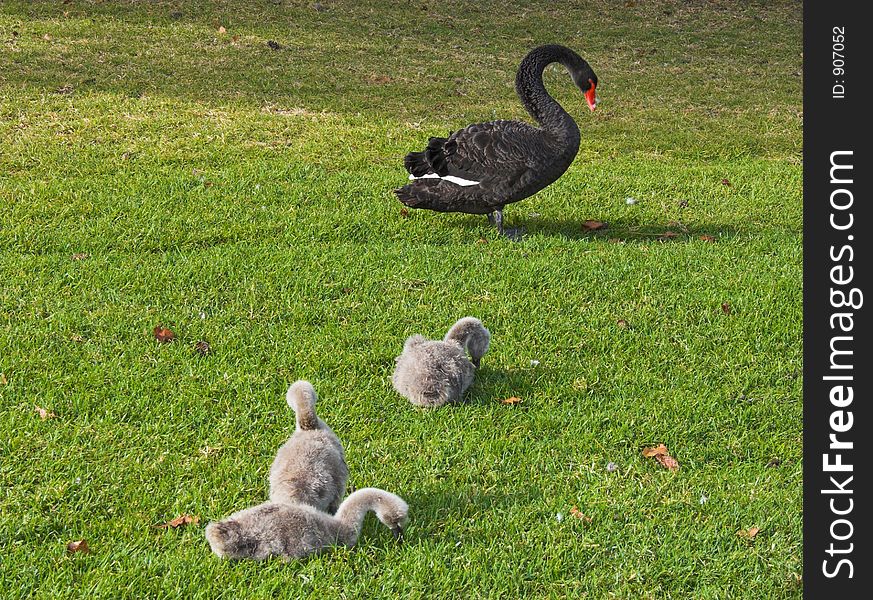 A black swan with her chicks. A black swan with her chicks