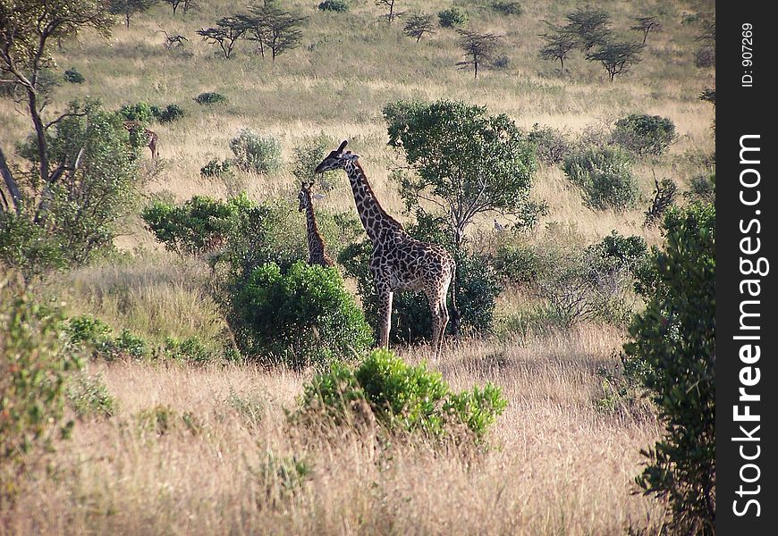 Giraffes of africa