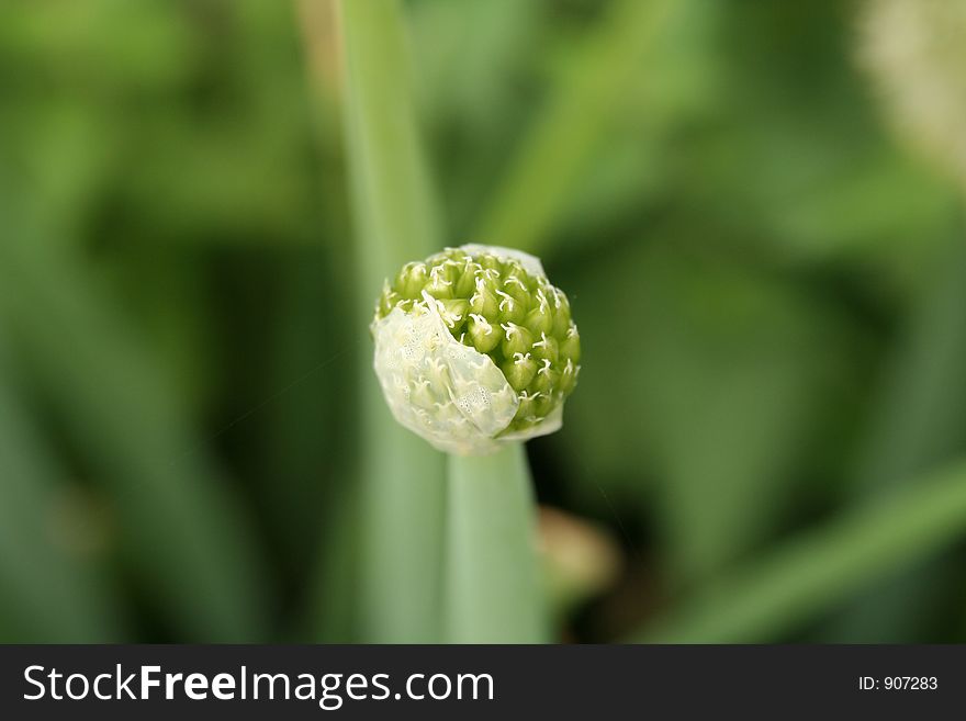 Onion Flower