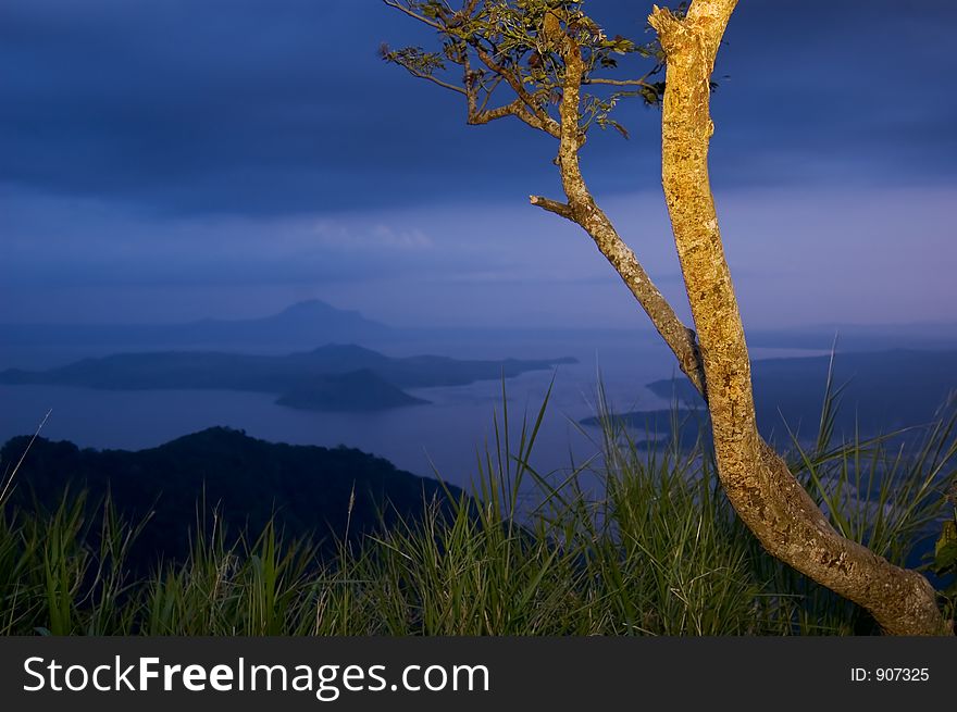 Tree overlooking Taal Volcano