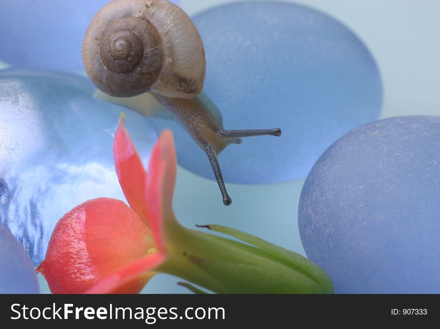 Snail reaching flower. Snail reaching flower