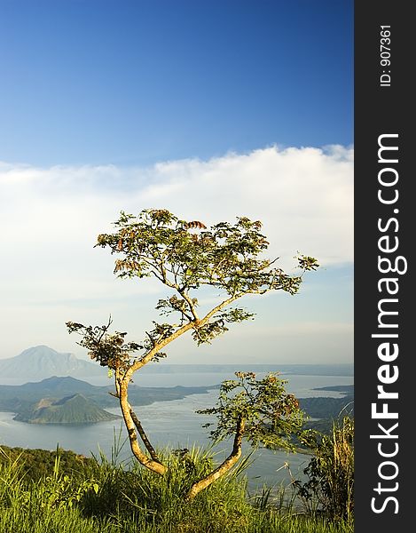Tree overlooking Taal Volcano