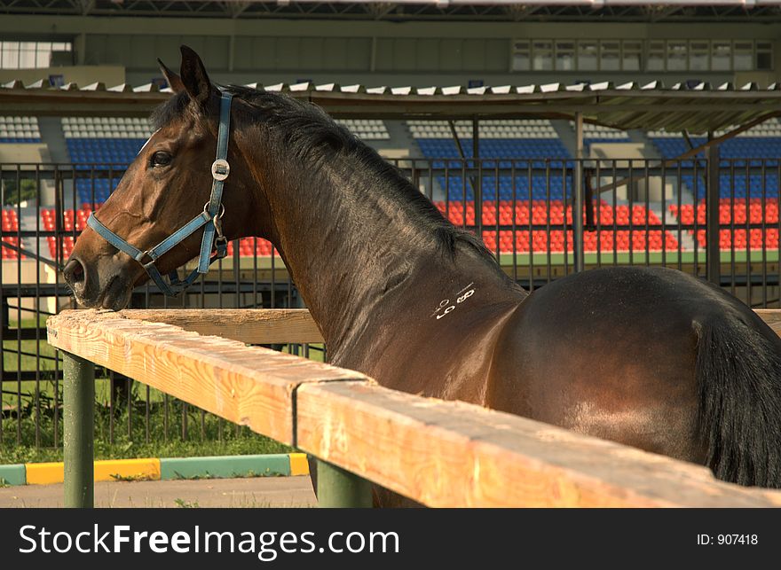 Brown horse standing in the corral. Brown horse standing in the corral