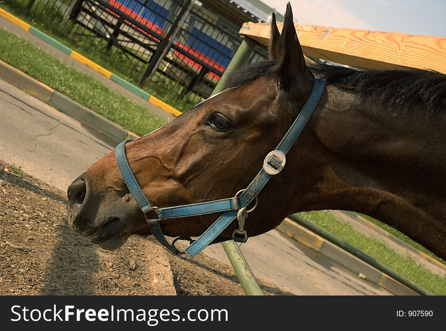 Head of brown horse in the corral