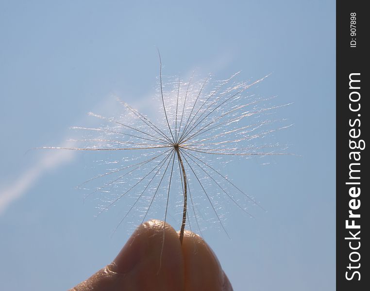 Parachute of big blowball on sky background held by fingers.